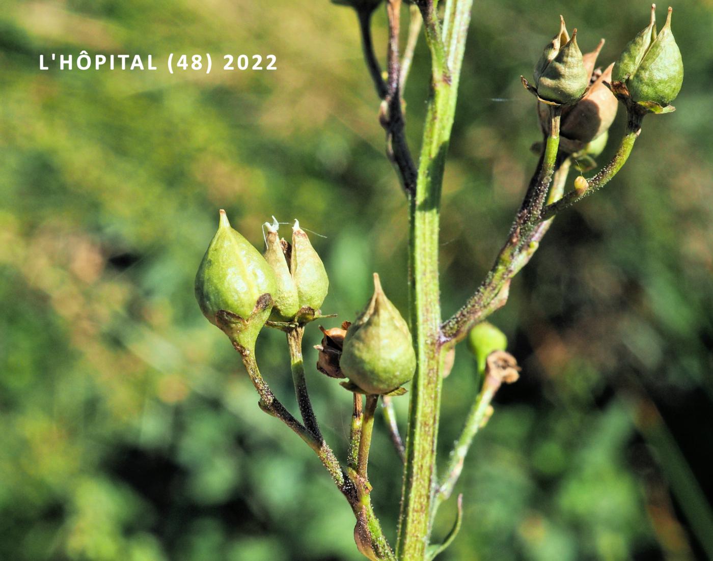 Figwort, Barmies fruit